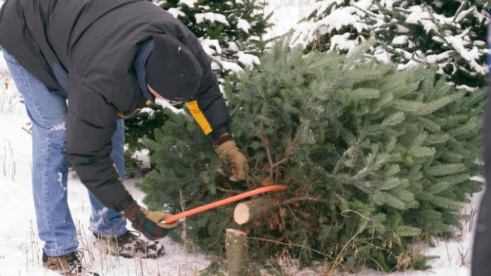 Lac la biche area update (39) Christmas trees permits available Monday | State-and-regional | ravallirepublic.com