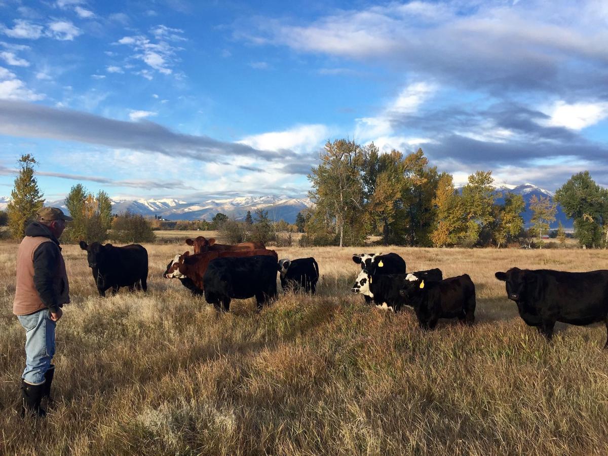 The surprising benefits of flash-grazing