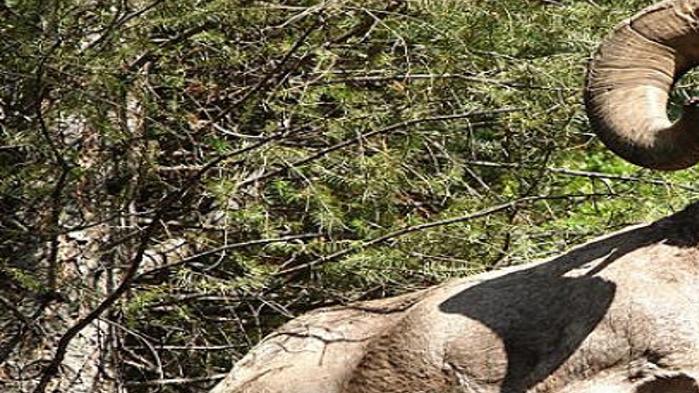 Record Bid Utah Hunter Submits 480 000 Offer For Bighorn Tag Outdoors Ravallirepublic Com
