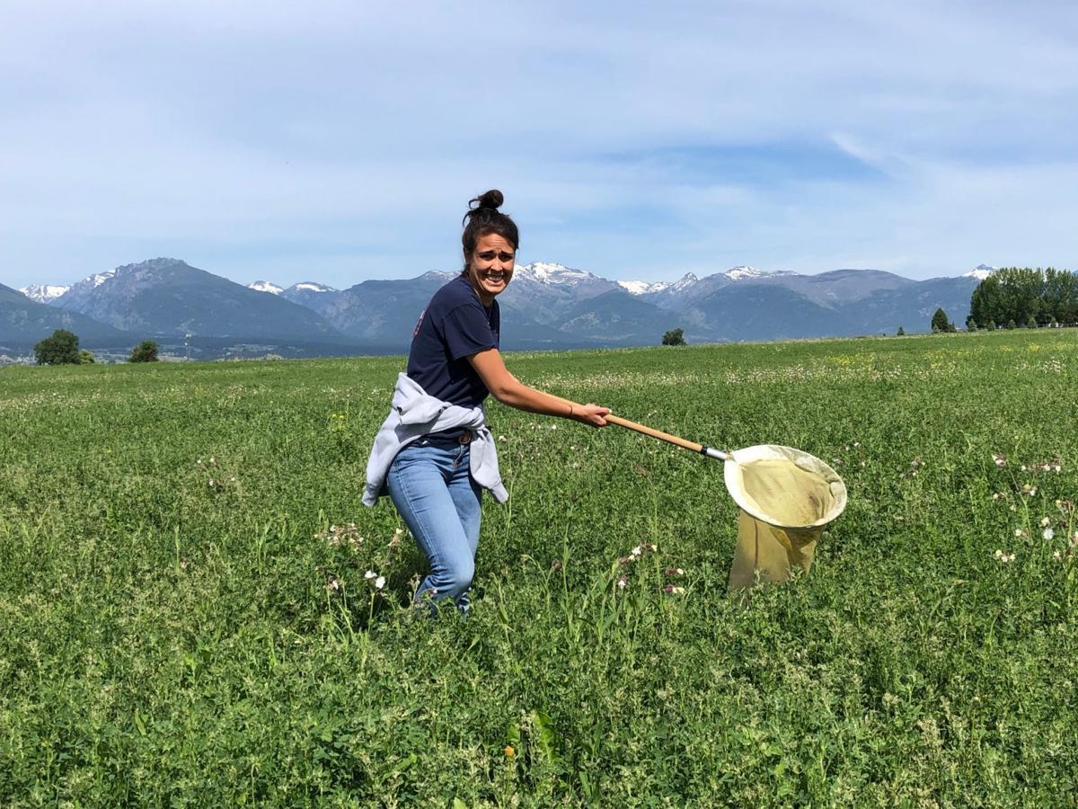 Alfalfa weevil activity high in Montana fields