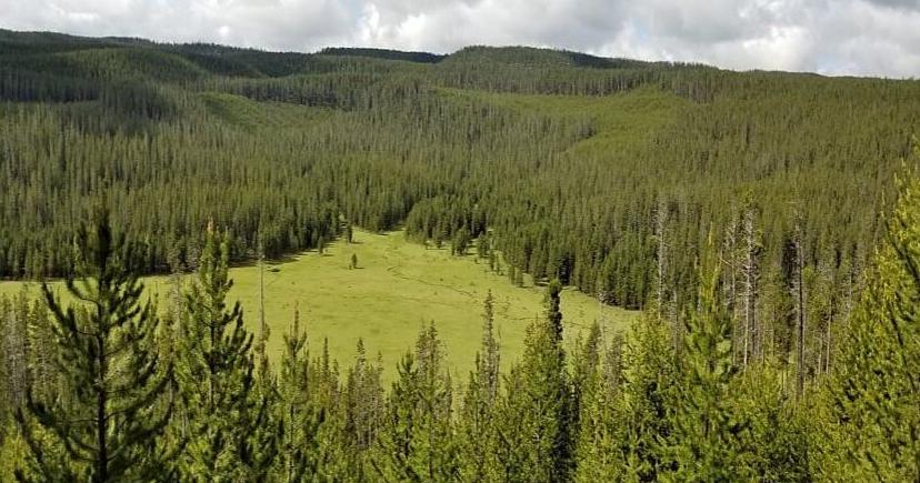 Yellowstone National Park close to logging project - Vimarsana News