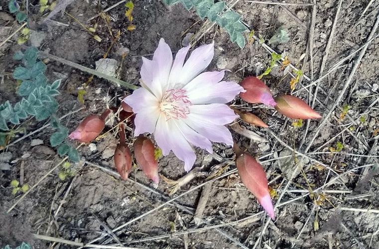 Native Bitter Root Bitter Root Day is Saturday, June 10