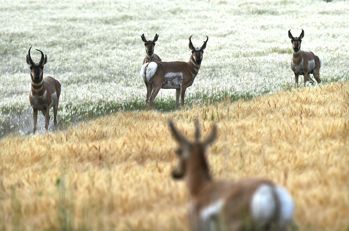 Pronghorn at Broadview