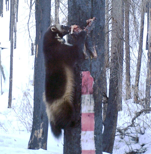 Elusive creatures: Biologists’ trail camera captures images of seldom ...