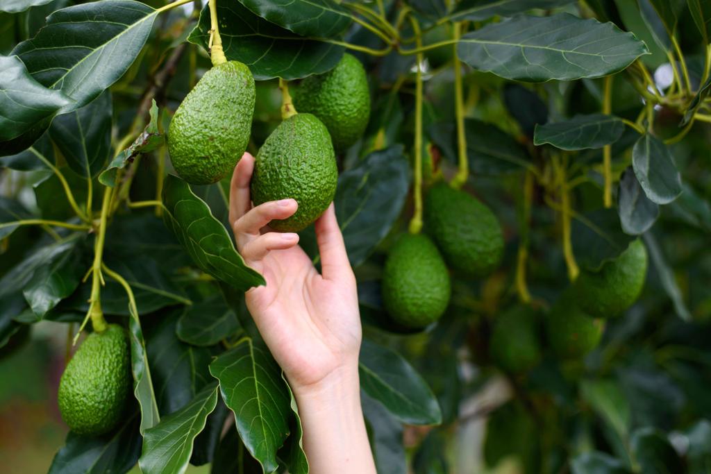 How to grow a fruiting avocado tree