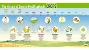 Outside influences steer GMO research
