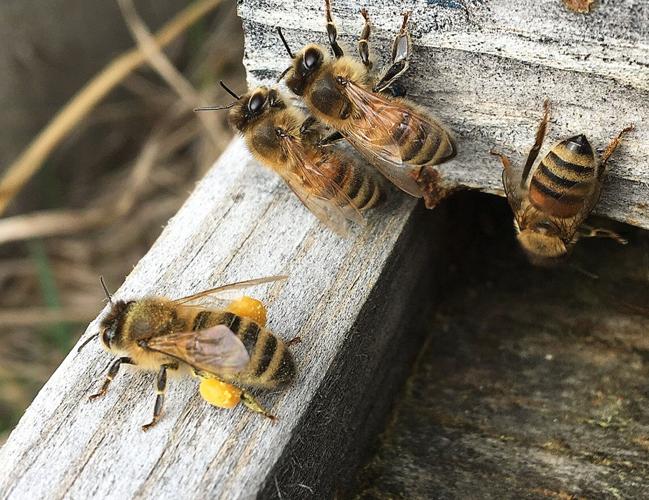 Beekeepers of the Bitterroot to host beginning class on Saturday