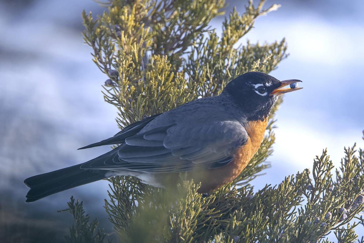 American Robins Bobbing In The Bitterroot Local News