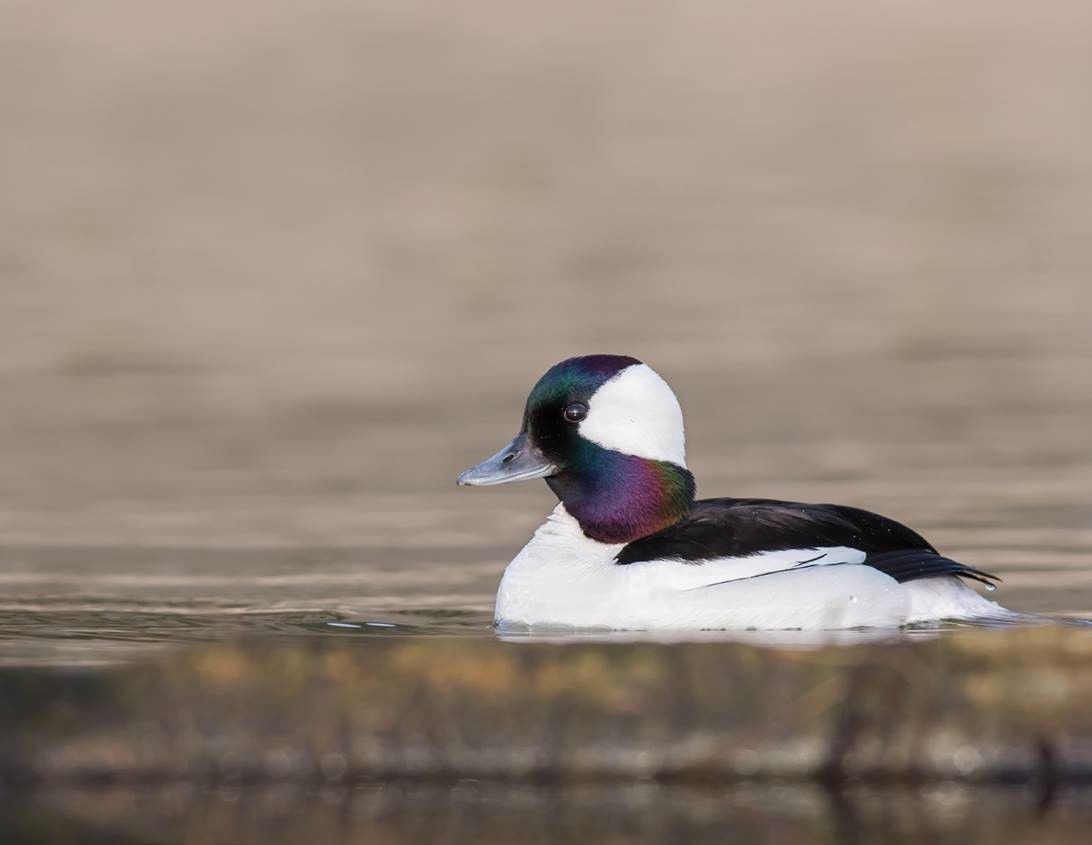 Bitterroot Buffleheads A common duck that some call the butterball