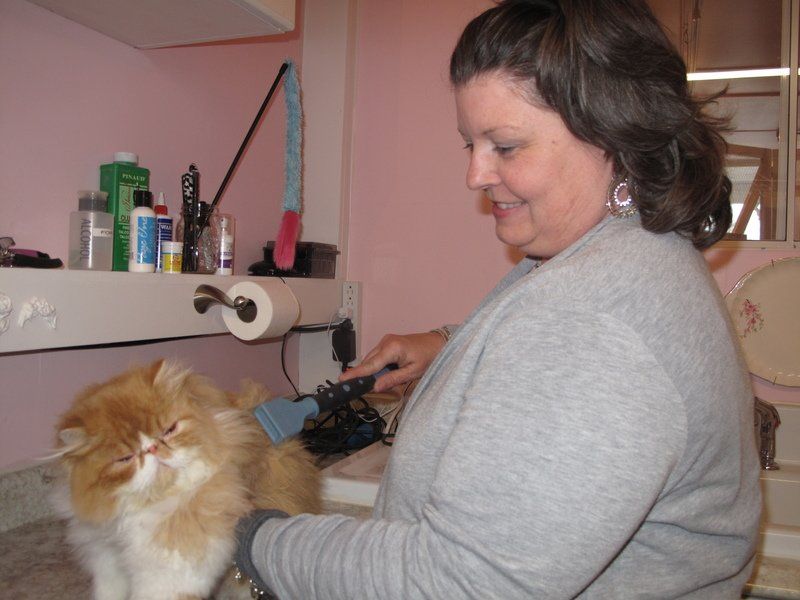 Keeping Cats Clean The French Cat Opens On Eighth The Biz
