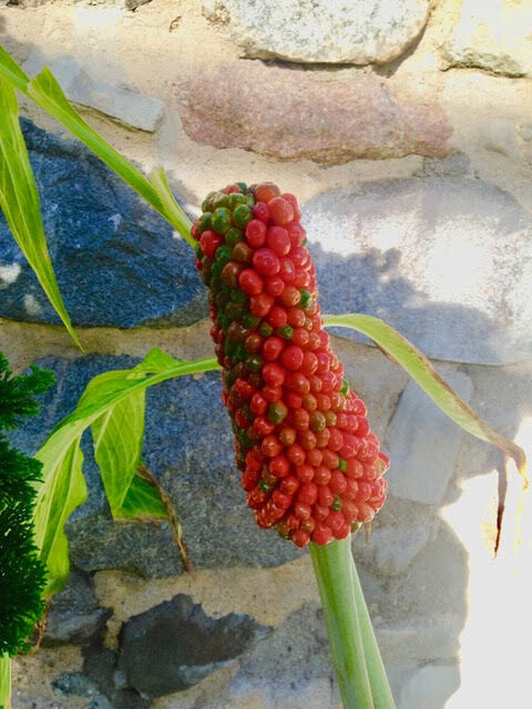goeyes112521Maturing seed head on cobra lily at Botanic Park. Photo by Anita Scussel.jpg