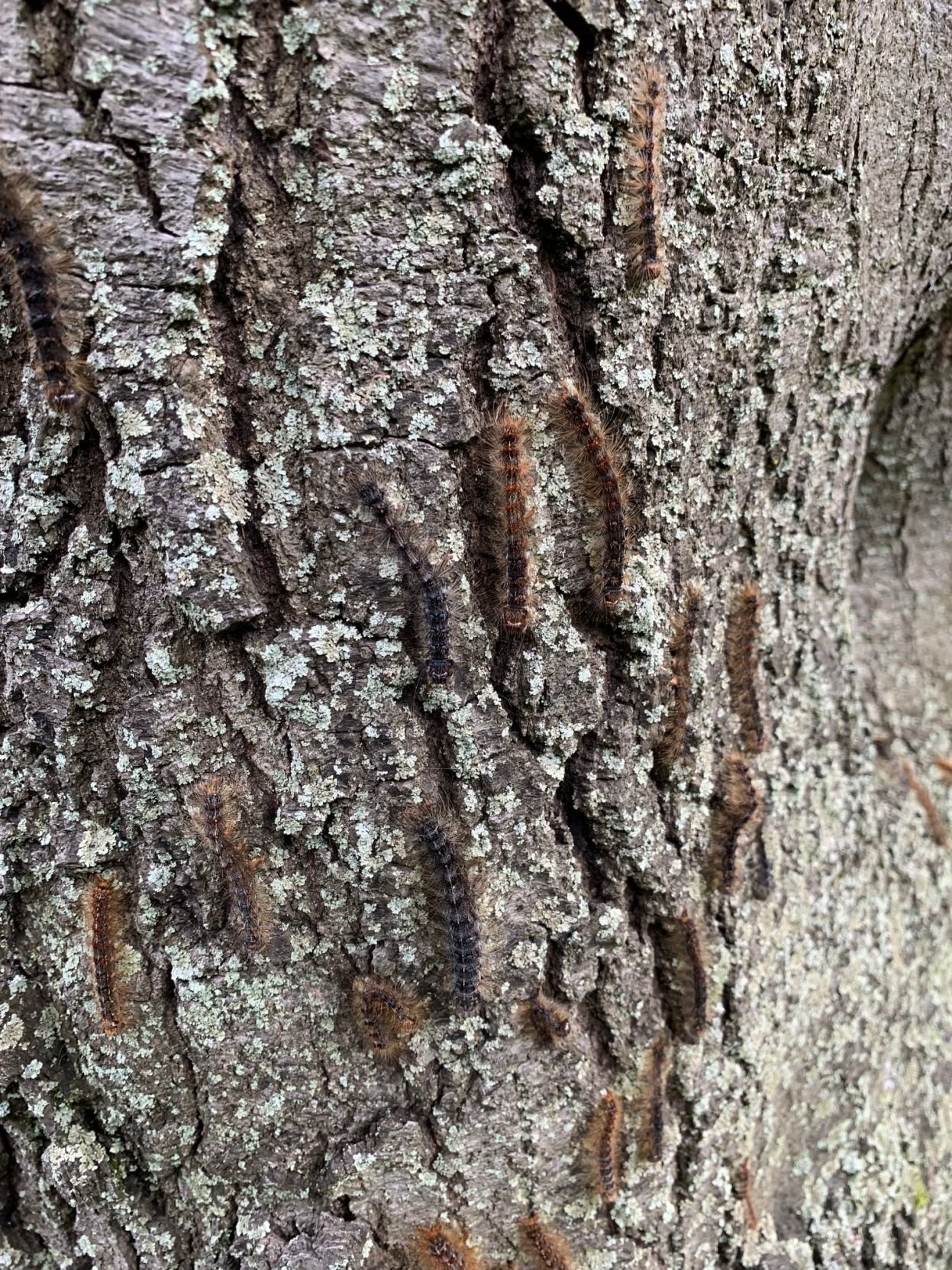 Gypsy moth outbreaks in Michigan GO