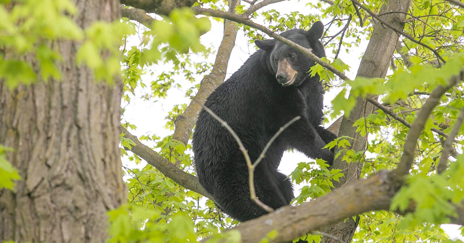 Bear a-where? Bear sightings rise in town - Vimarsana News