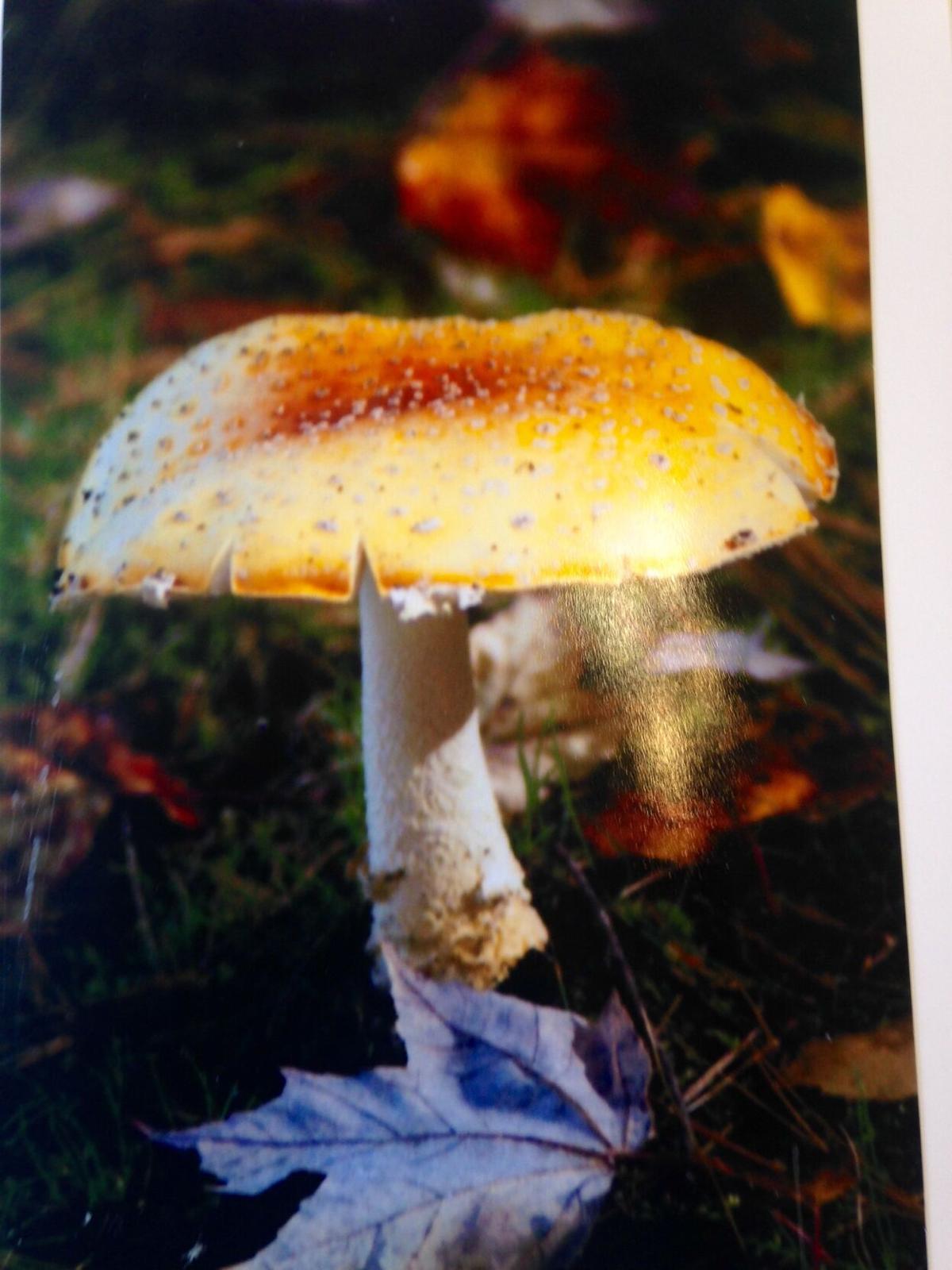 goeyes112521Fairies are real! Photo by Joyce Card.jpg