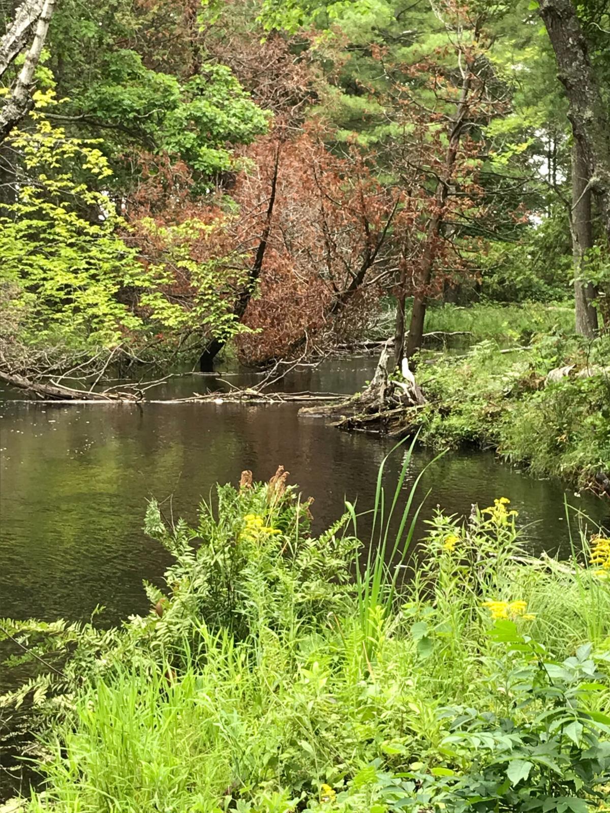 goeyes101421Shalda Creek in August. Photo by Julie Grumley.jpg