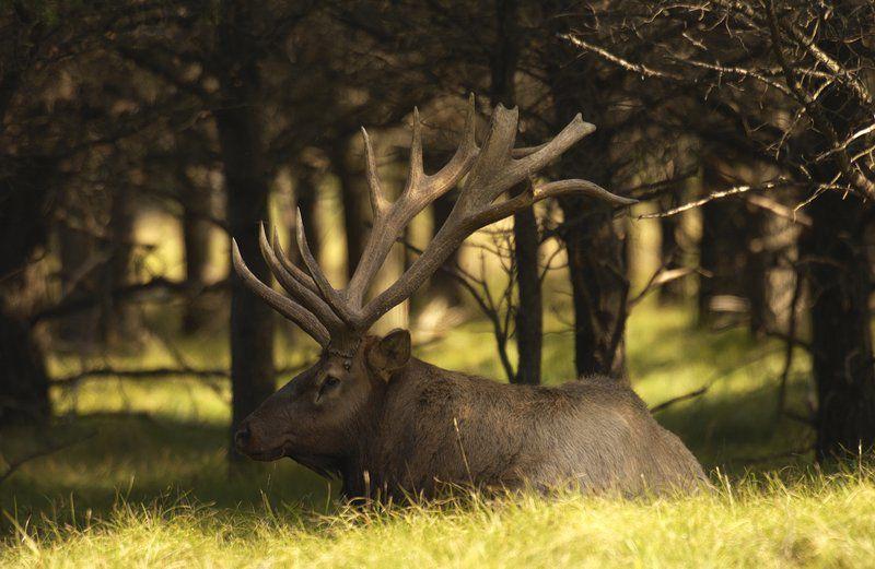 Michigan's elk herd turns 100 Local News