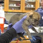 Wolf pups born at Chicago zoo placed into dens as part of recovery program