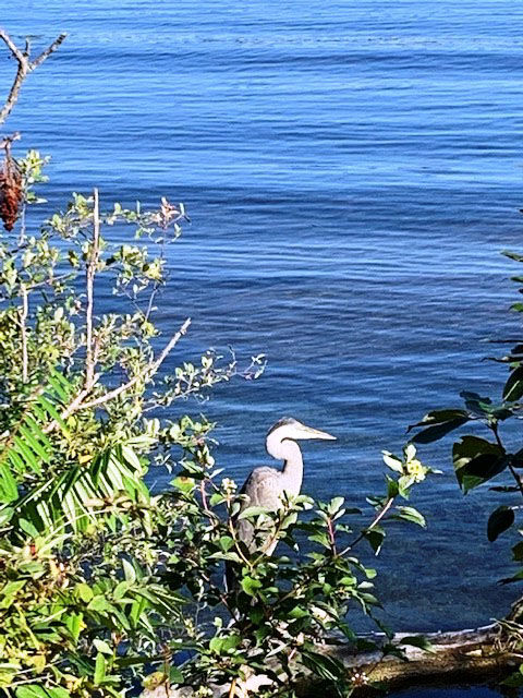 goeyes101421Heron on Boardman Lake. Photo by Jeff Leonhardt.jpg
