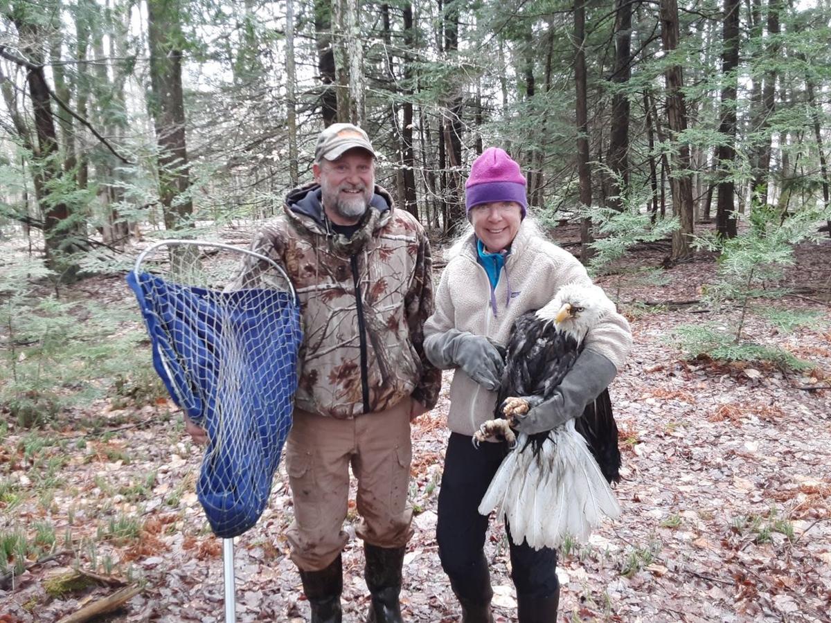 goeyes052120rescuedeagleOur neighbor, Wayne Schendel, rescued an injured bald eagle today in Honor. He called Wings of Wonder and helped them find the eagle..jpg