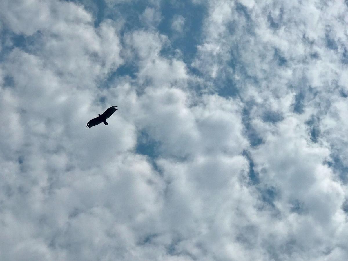goeyes101421Hawk Soaring Over Ciccone Vineyard on Hilltop Rd. Photo by Cathy McKinley.jpg