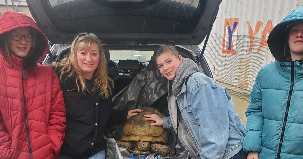Bert’s road trip: Tortoise seized months ago in abuse case finds forever home | Local News