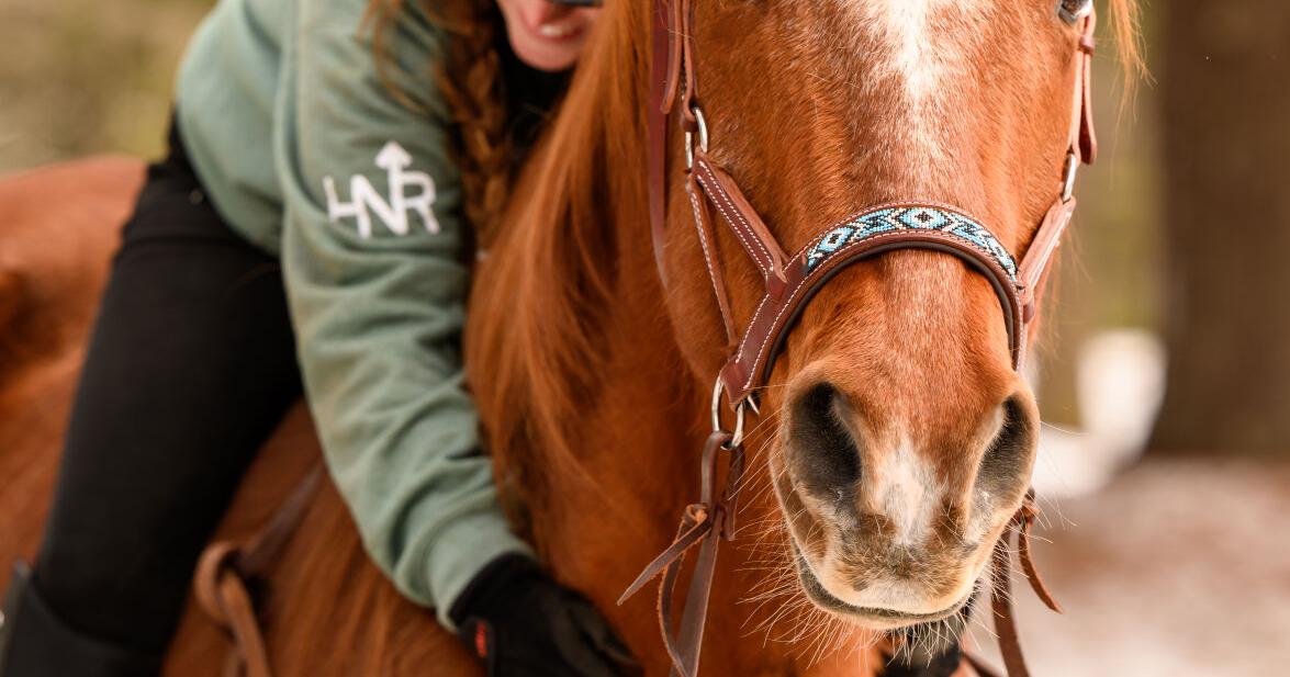 Hug a horse: Horses find a second chance at Horse North Rescue