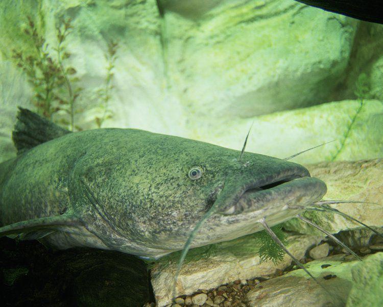 Study Tracks Flathead Catfish Route Go Record Eagle Com