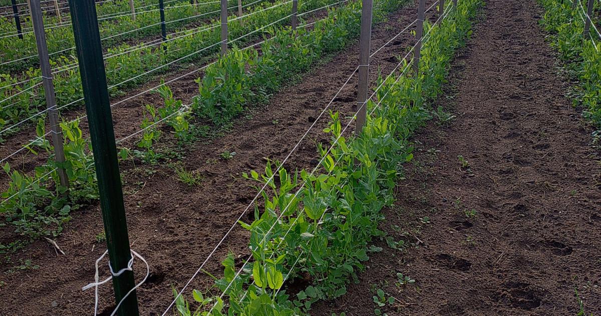 From the Farmer: Grandma was right about shelled peas