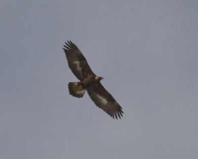 Birders Report Rare Golden Eagle Sighting Local News