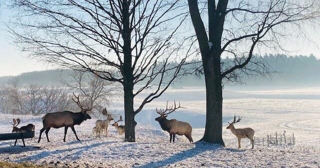 Elk Experience: Park expands to showcase year-round viewing of Michigan elk