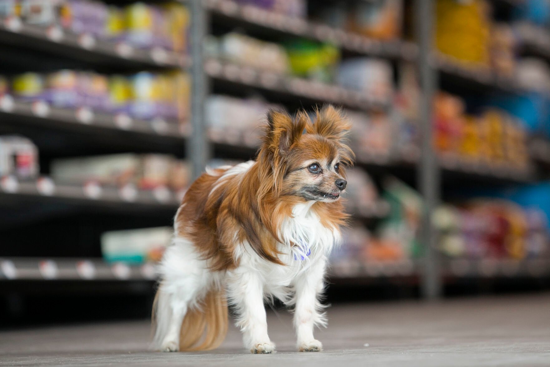 Pet Supplies Plus store opening in Traverse City the BIZ