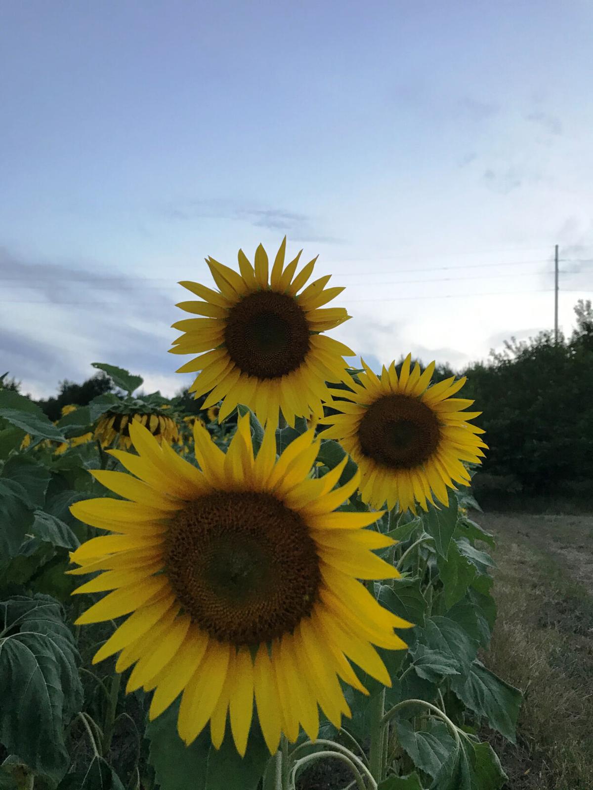 goeyes101520SunflowersAt the Leabo Farm in Lake LeelanauPhoto by Rita Myers.jpg
