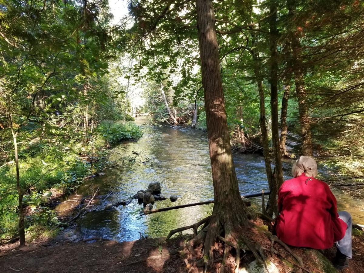 Forest bathing practice calls for stillness in nature GO record