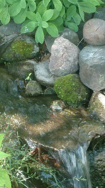 rare blue frog found in kingsley go record eagle com rare blue frog found in kingsley go