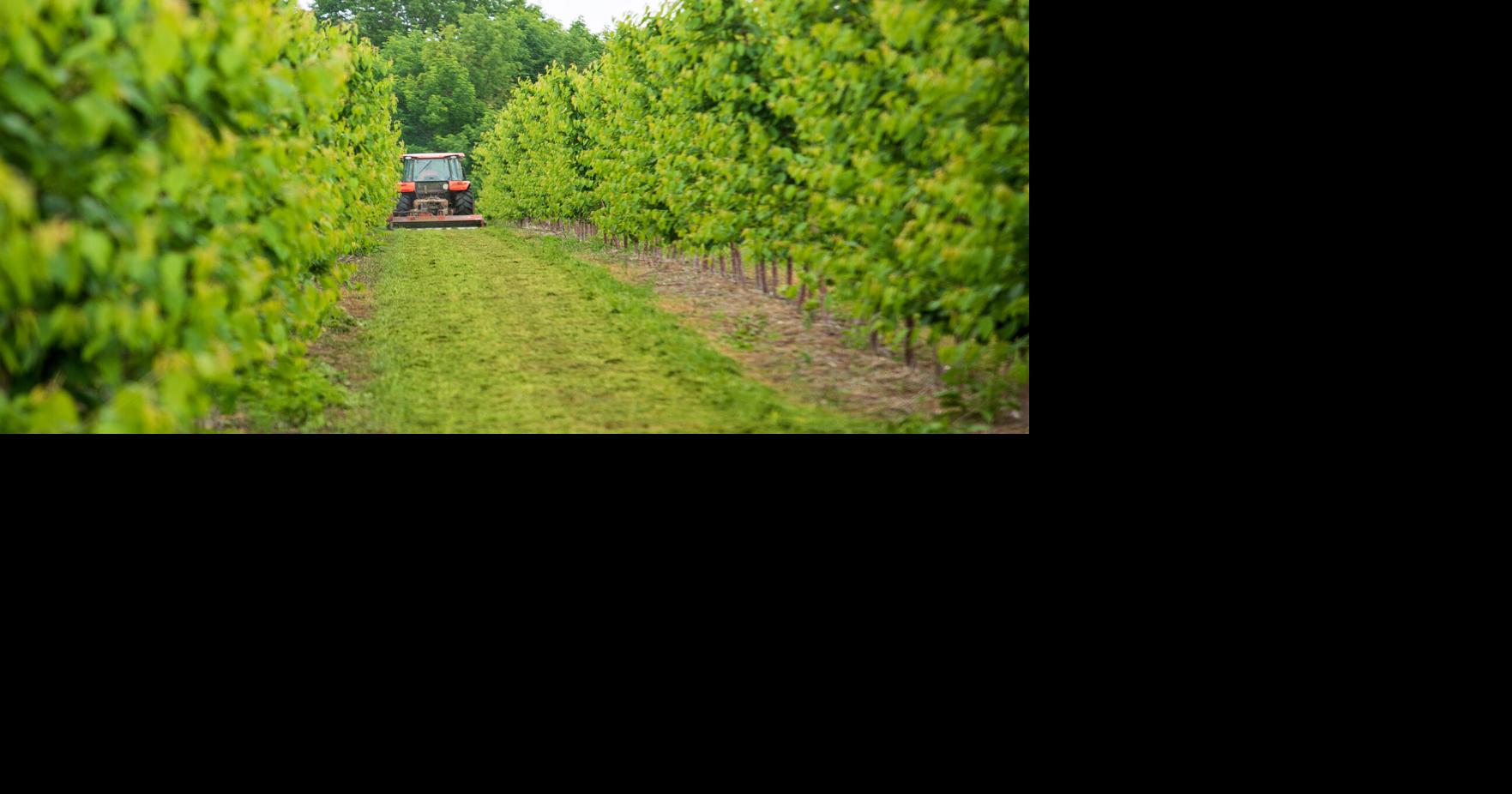 HARVEST: Sweet cherry crop looks sweet; tarts look sour