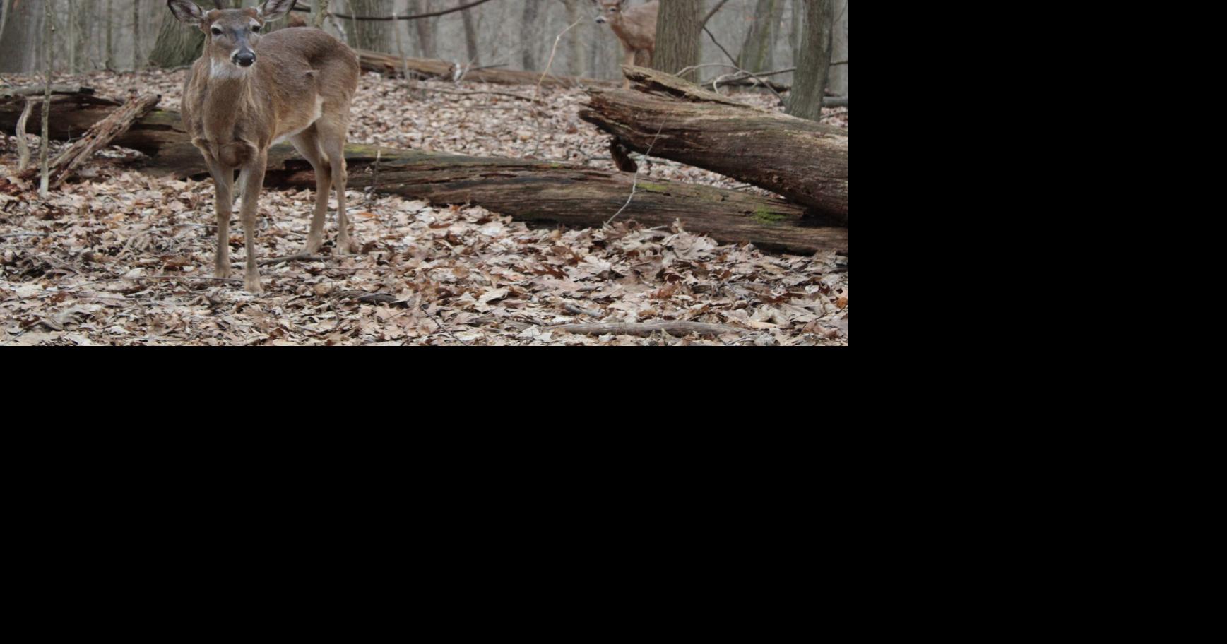 Michigan considers ‘1 buck rule’ to balance herd, better control population