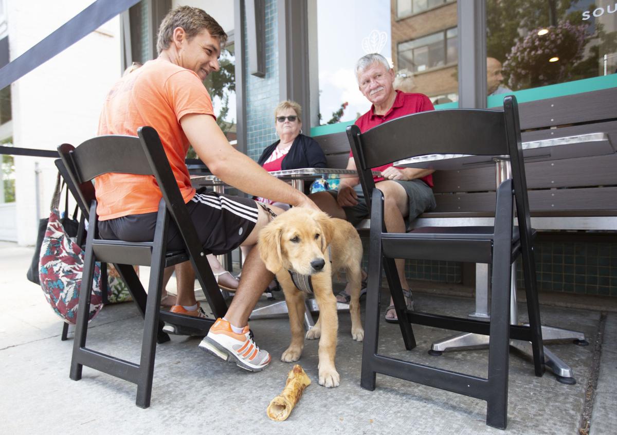 Dog Friendly Traverse Area Welcomes Pets And Their People Lifestyles Record Eagle Com