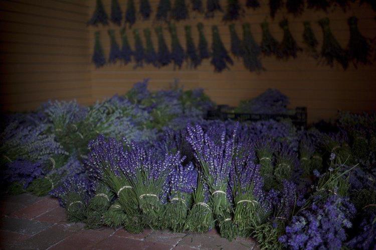Lavender on Old Mission Peninsula Culinary Lavender