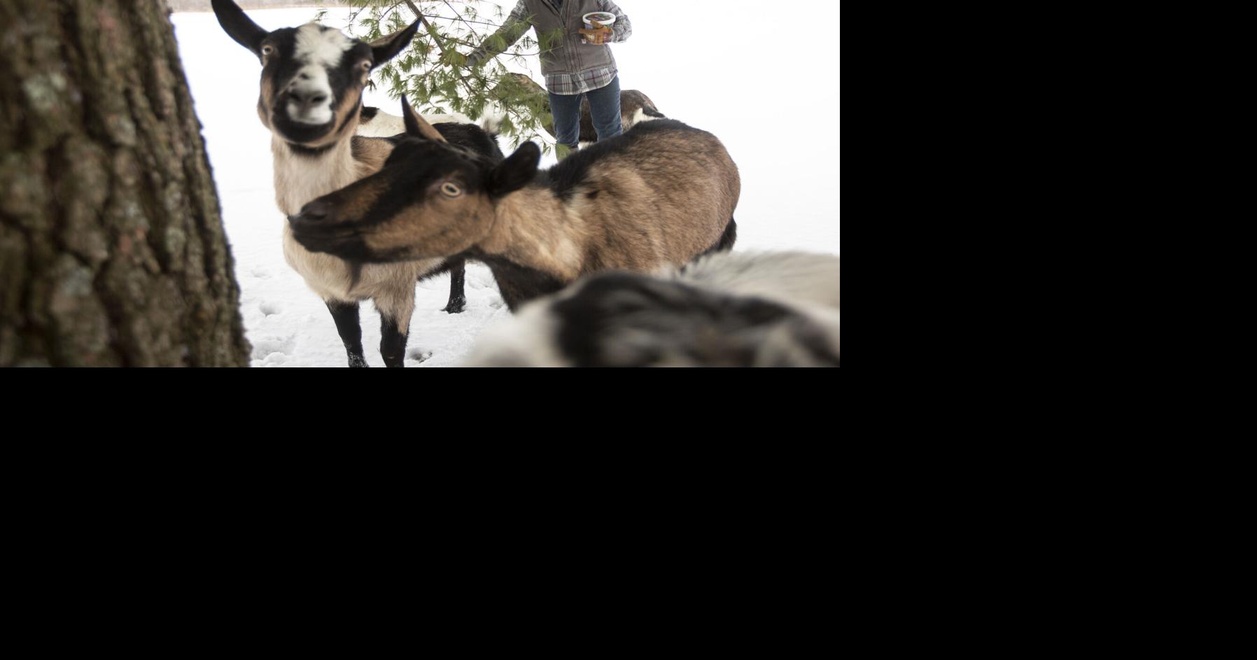 Recycle natural Christmas trees for goats to eat Local News record