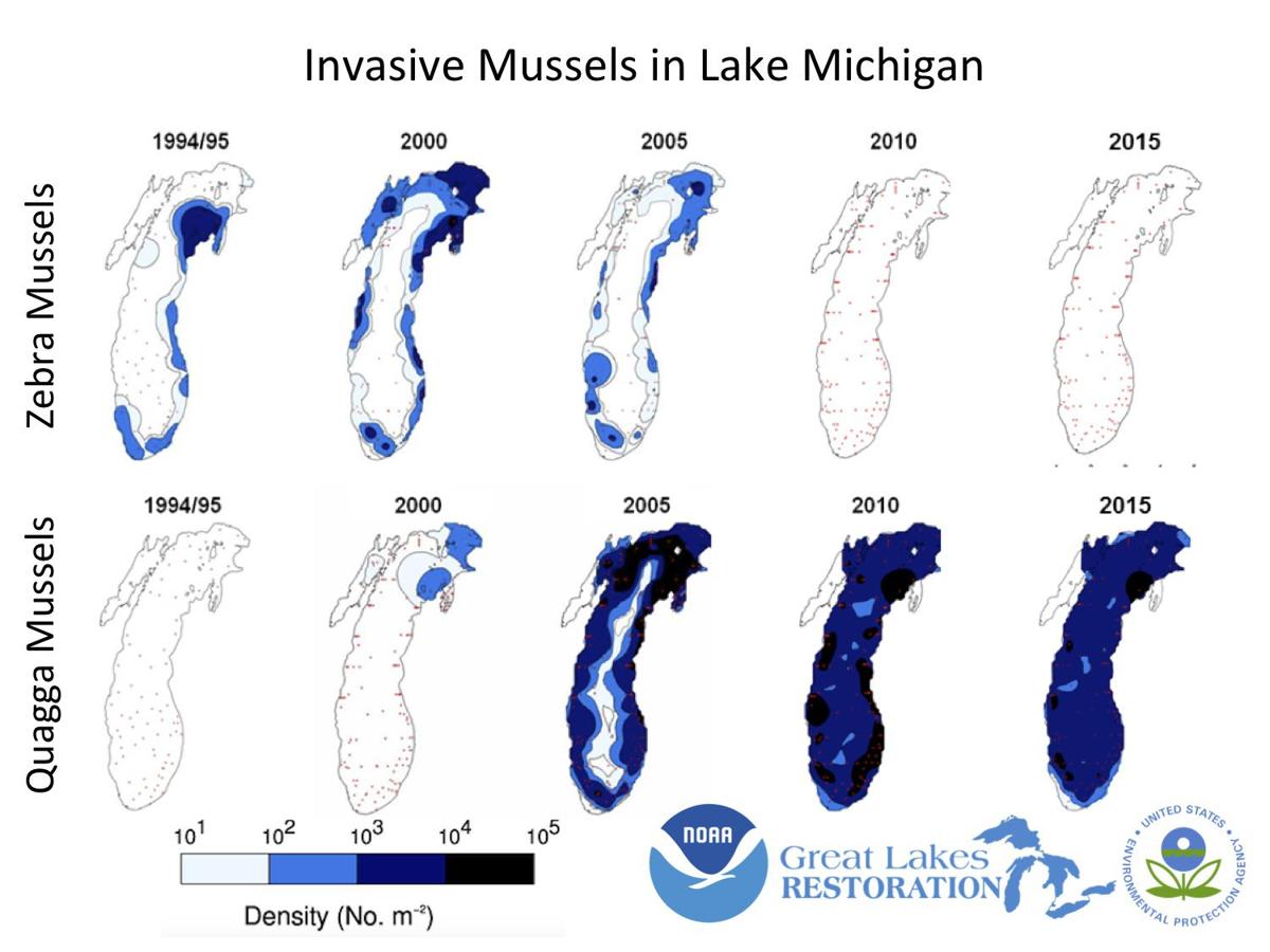 Invasive mussels slam commercial fishery GO