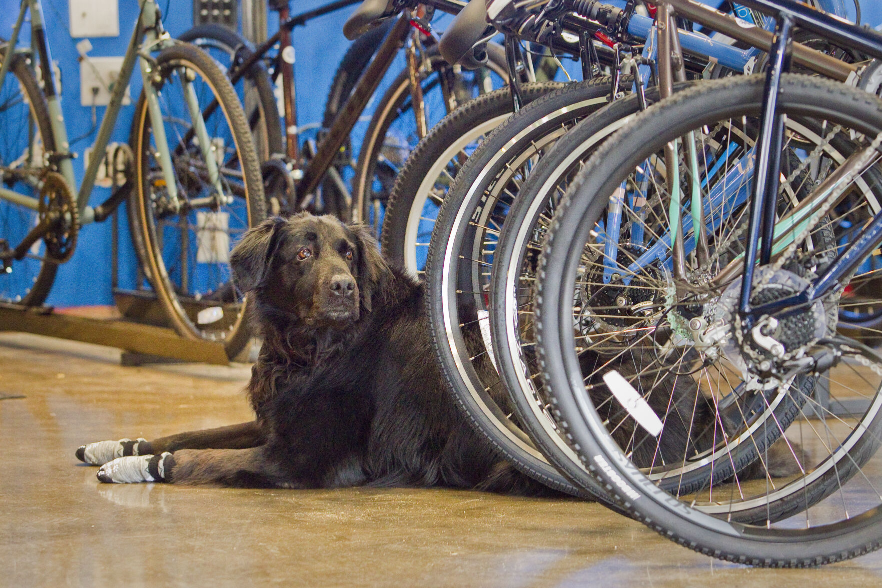 eagle bicycle shop