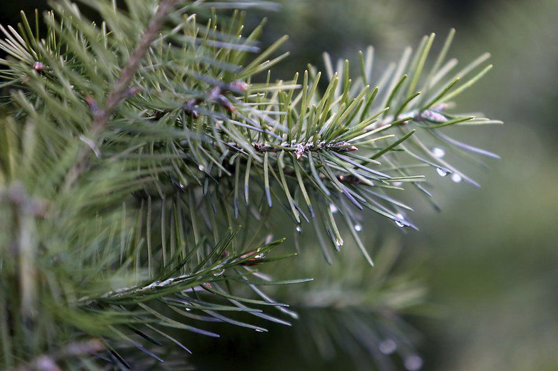 Exotic Evergreens: Novelty newcomers join classic favorites | GT Scene ...