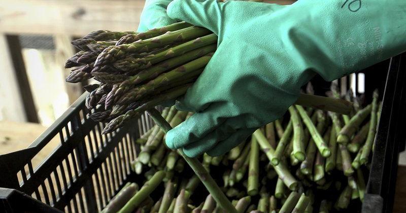 Empire Asparagus Festival returns - Vimarsana News