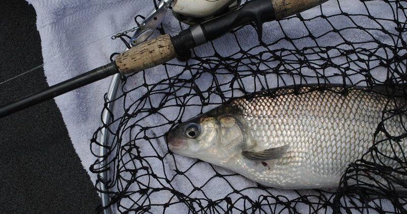 Survey says: Bad news for whitefish, yellow perch up