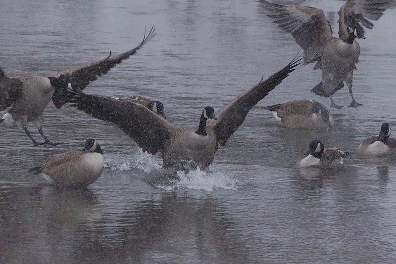 10 facts about Canada geese in Michigan Lifestyles
