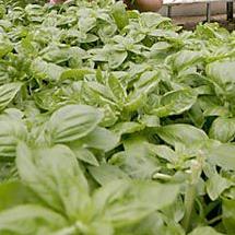 The Global Chef: Treat basil tenderly and go beyond pesto - Vimarsana News