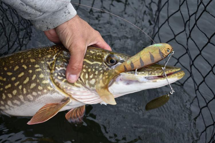 Bob Gwizdz: The hard-to-manage and elusive whopper pike, GO