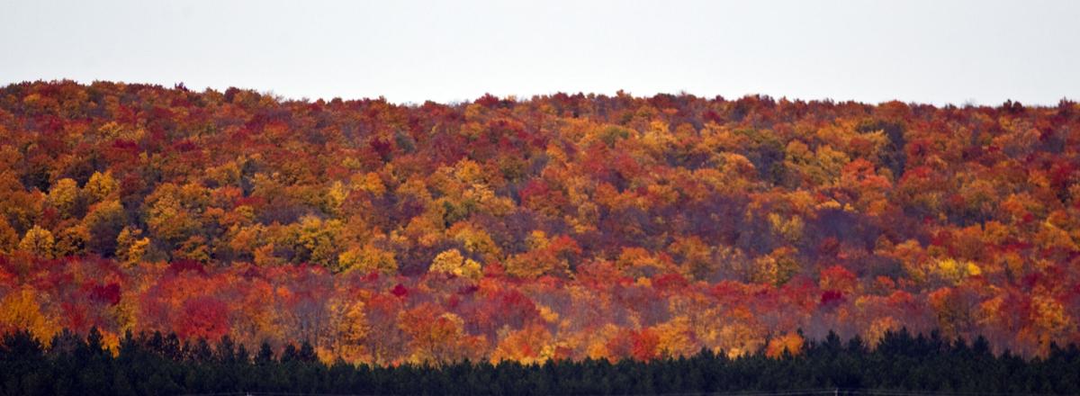 FALL COLOR