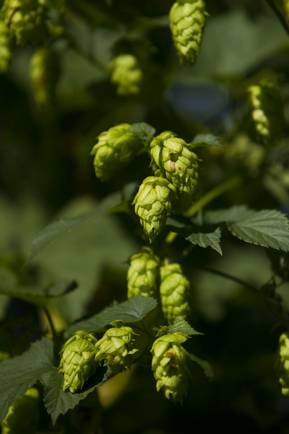 Photo gallery Hop Harvest Local News