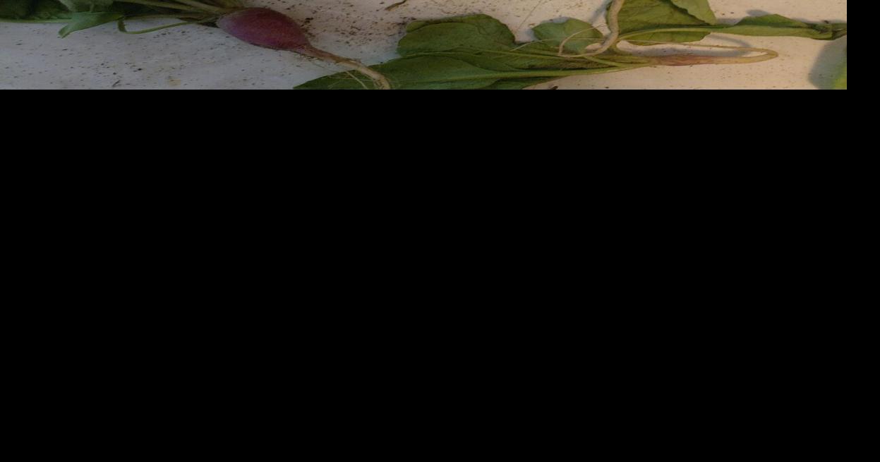 From the Farmer: Random radishes and dialing it back, not. | Food ...
